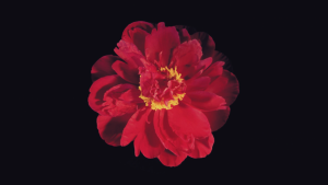 Scopri di più sull'articolo H.O.P.E. – il nuovo video