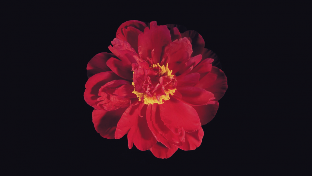 Scopri di più sull'articolo H.O.P.E. – il nuovo video